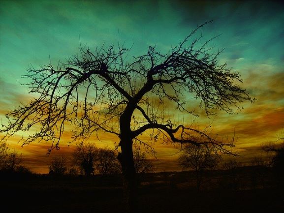 bien etre equlibre arbre energie feng shui stell art vendee 85